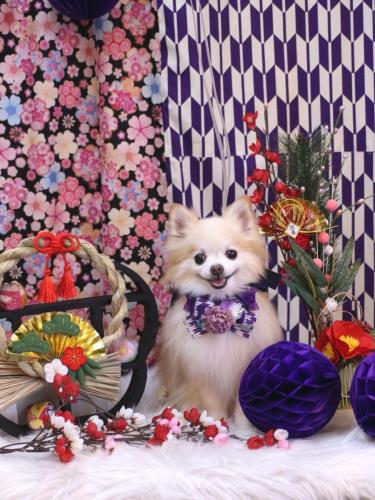 20250111小豆くん